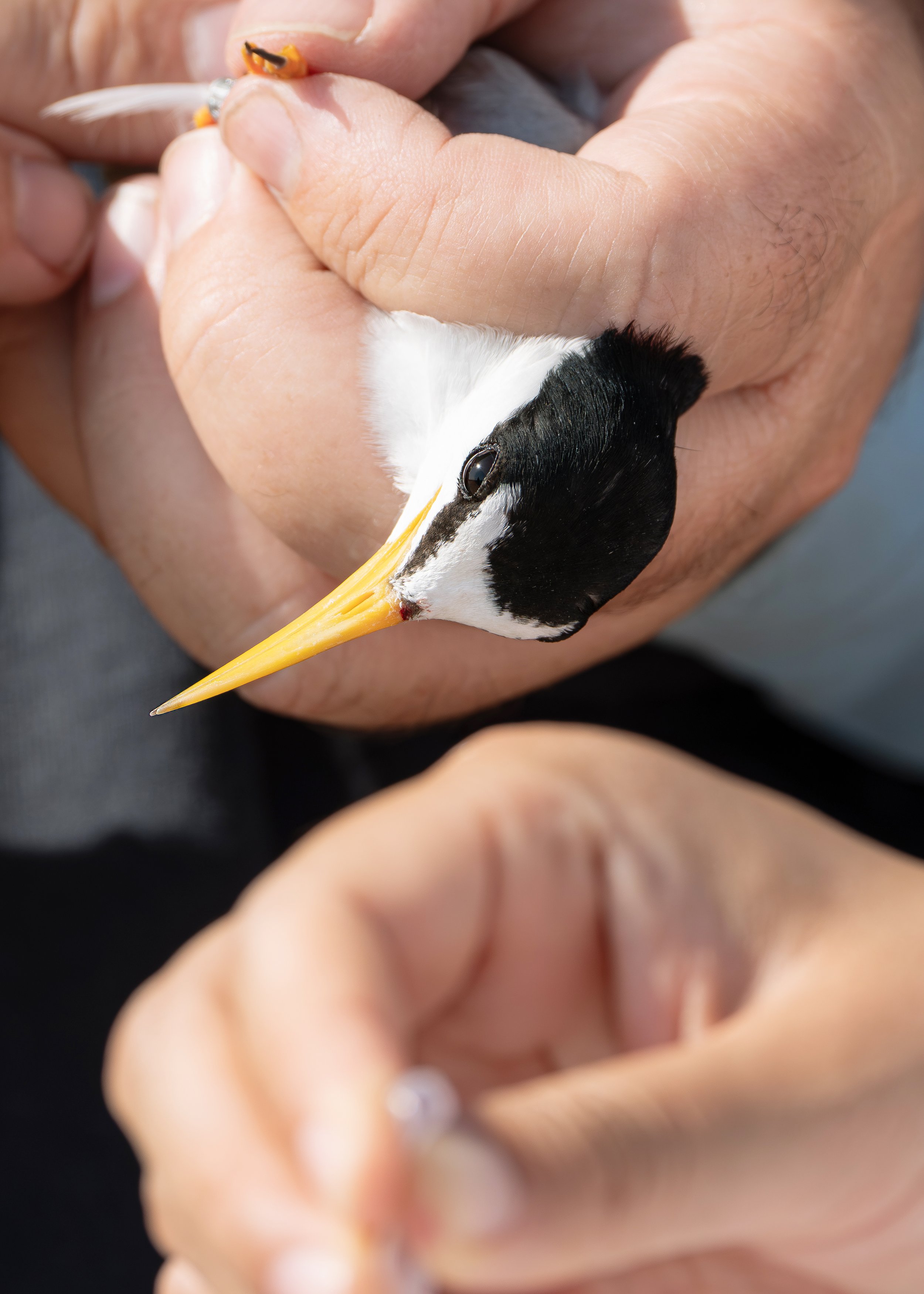 Unsung_Birders_8.jpg