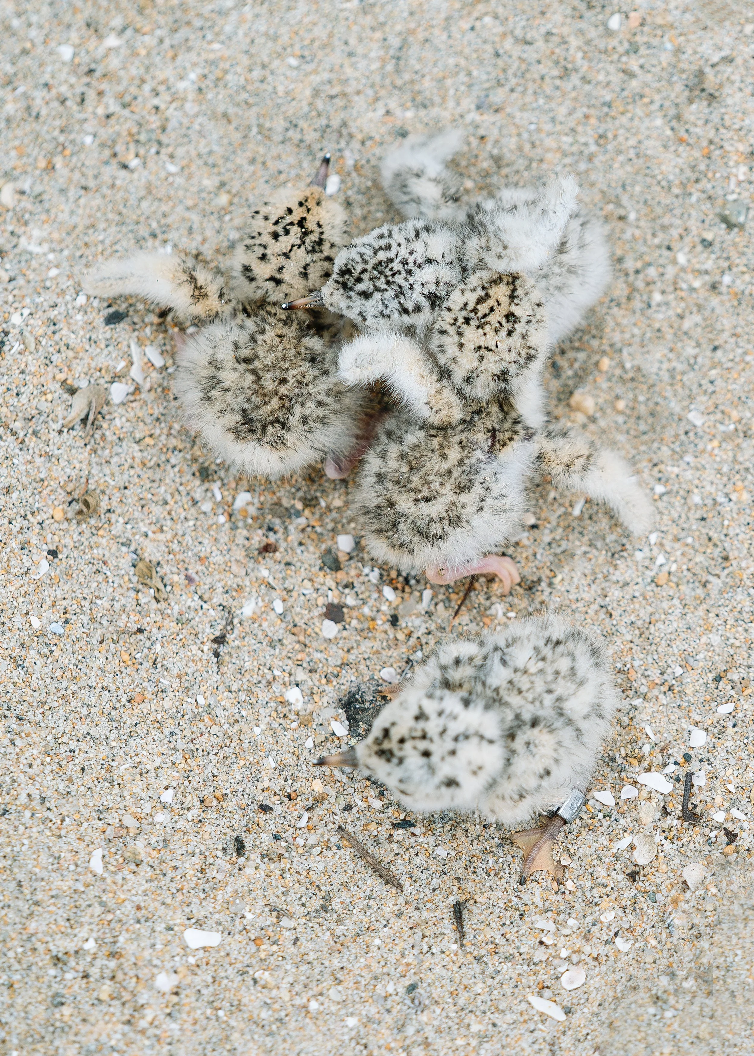 Unsung_Birders_7.jpg