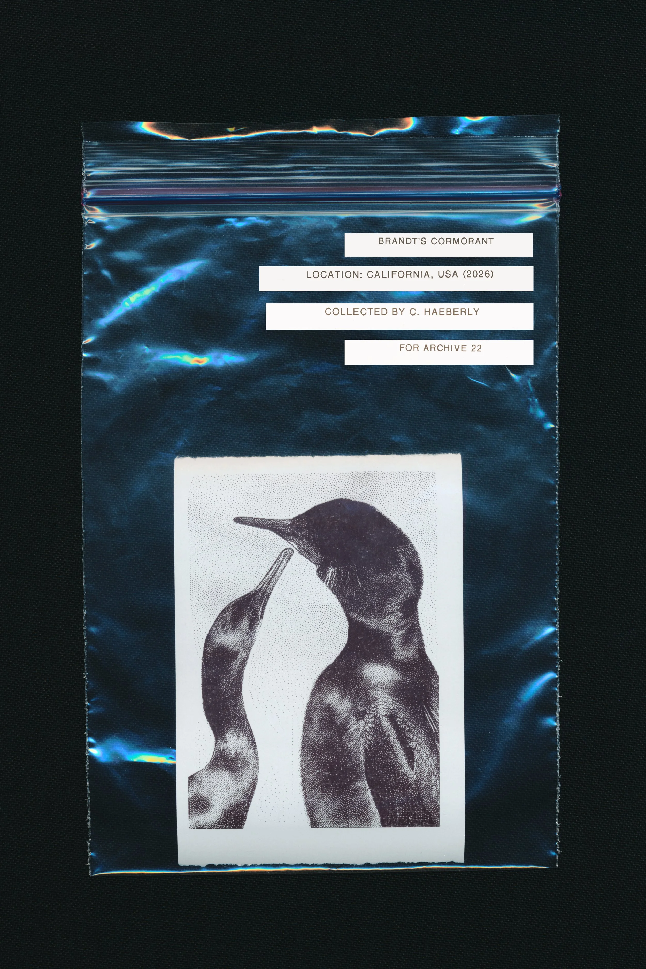CH_LC_CB_Brandt'sCormorant.jpg