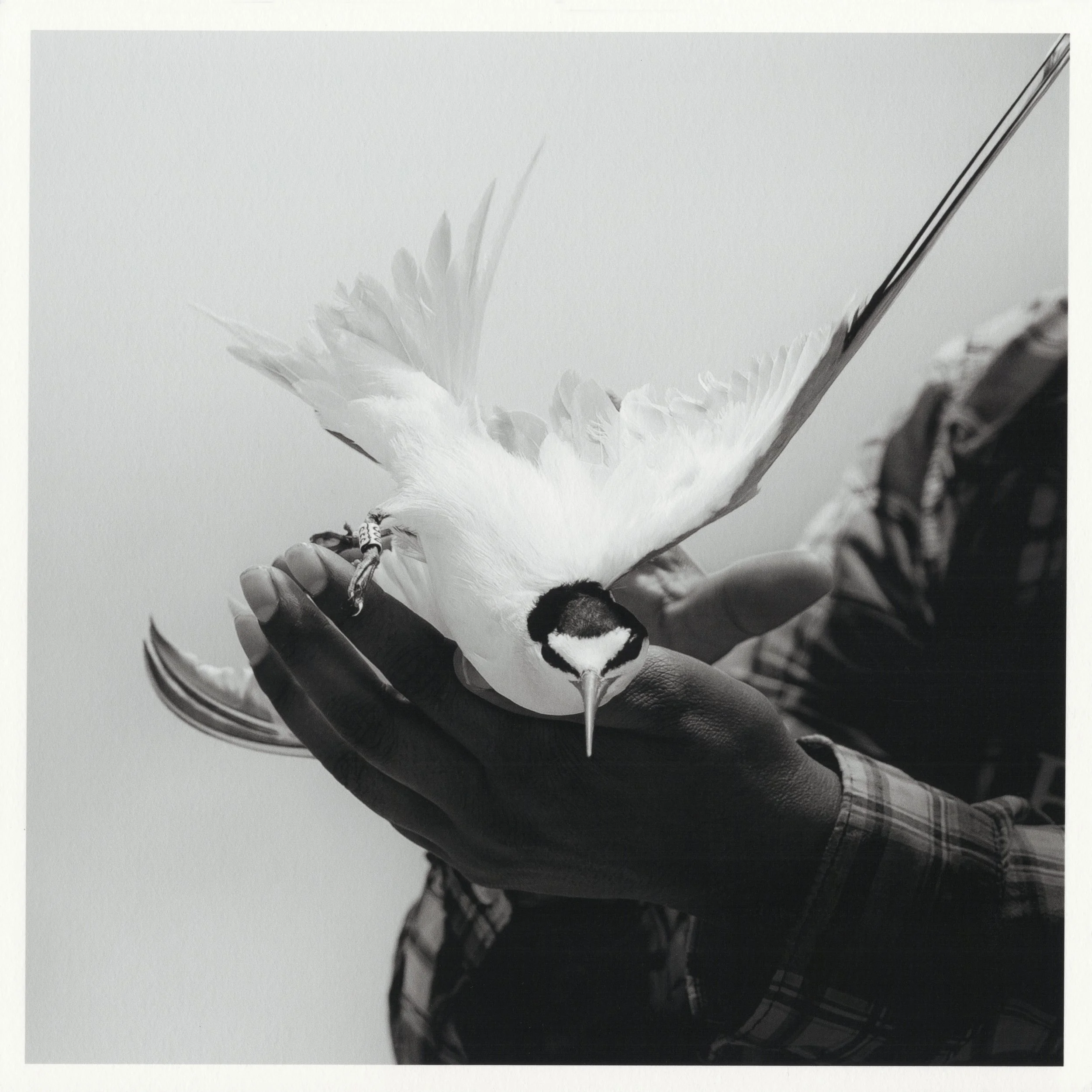 Unsung-Birders-1-SS.jpg