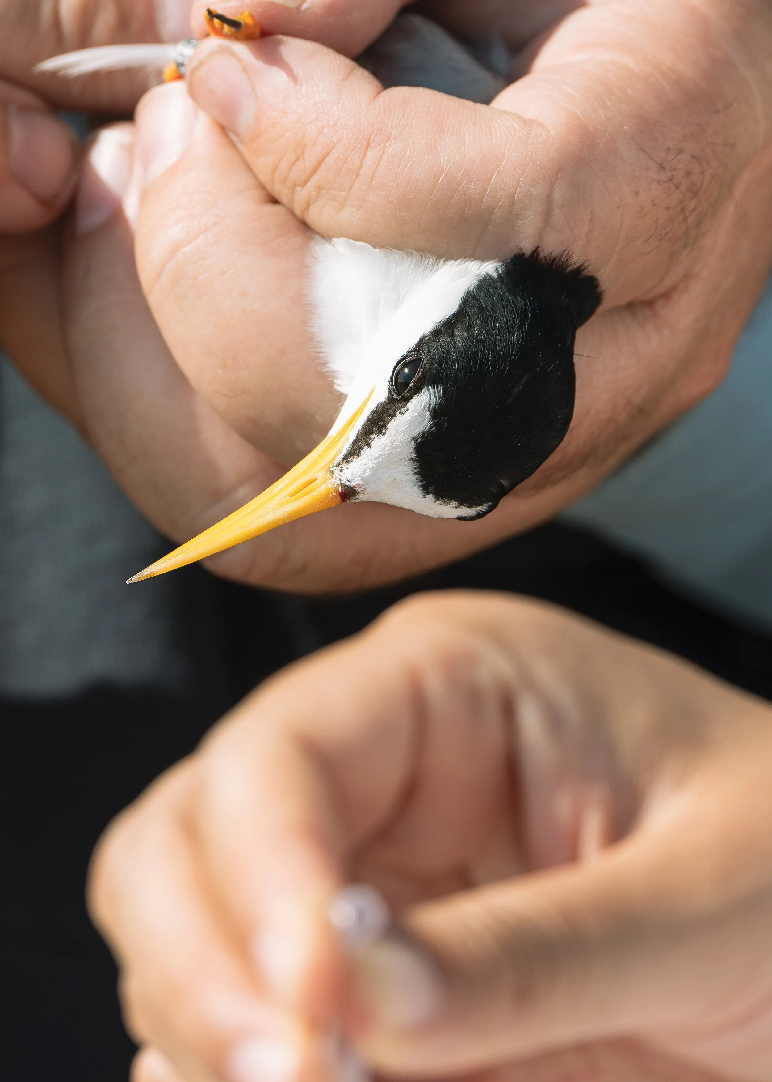 Unsung Birders-4.jpg