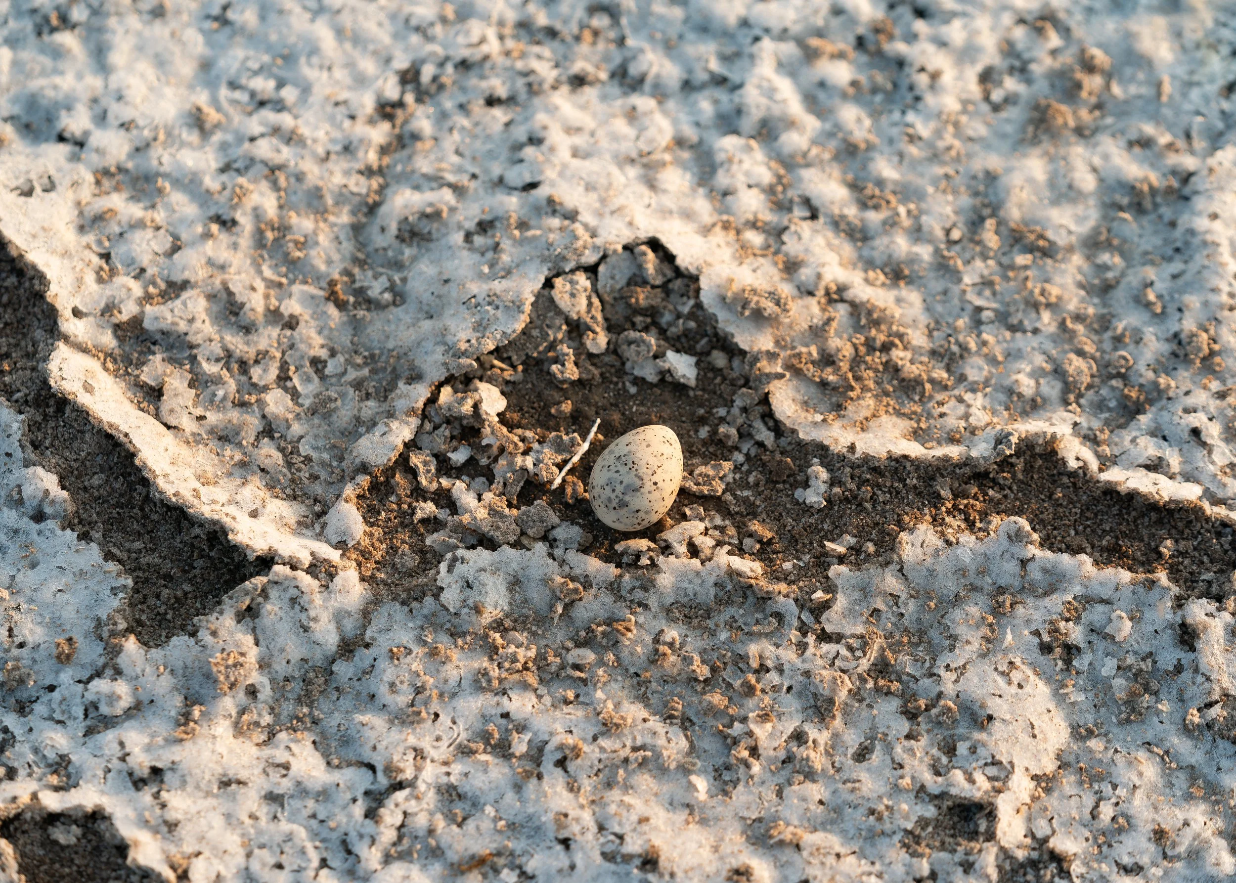 Unsung Birders-6.jpg