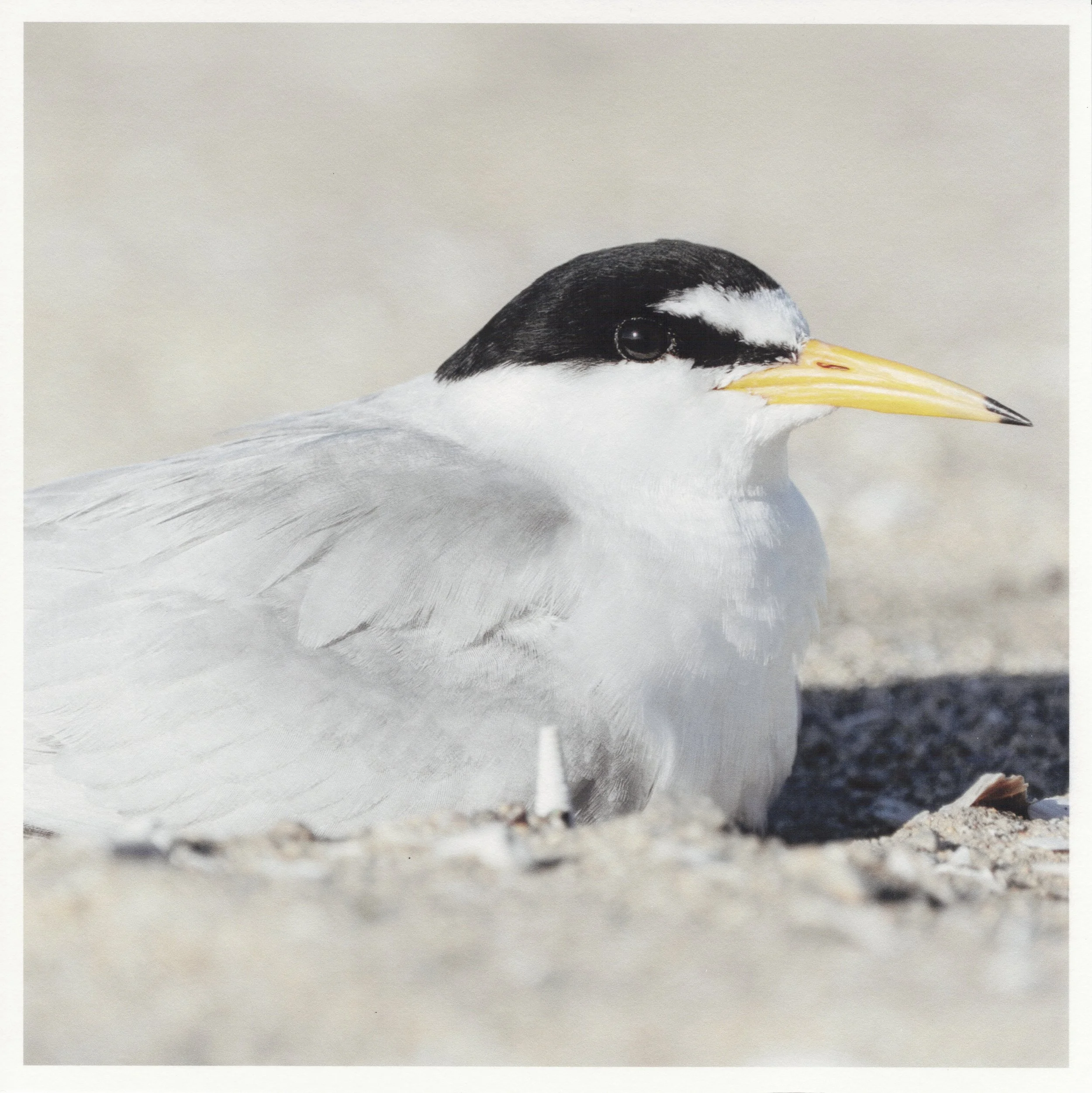 Unsung-Birders-6-SS.jpg