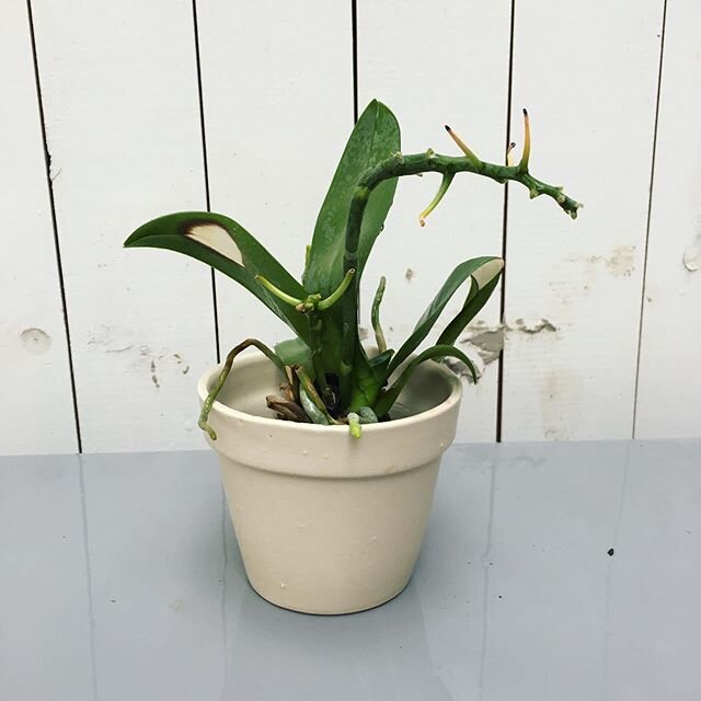Would you like to own this planter?  It&rsquo;s going to be at the @mouseceramicstudio pottery holiday sale on December 7, 8 from 2pm until 7pm both days.  Come say hi, buy a planter and adopt a plant and meet members of the studio.  #30daysofclay #c