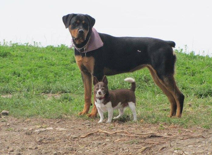 Big and little dogs.jpg
