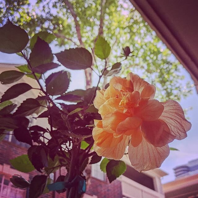 After weeks of battling aphids, my hibiscus finally bloomed. Have spent the afternoon obsessively watching this flower.... #plantlife #plantmomma #plantaddict #obsession #hibiscus🌺 #tropicalgardening