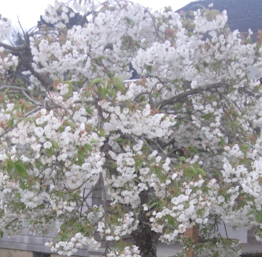 May on the Oregon Coast Rhapsody