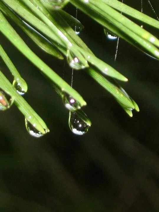 Song of the Dew Drop