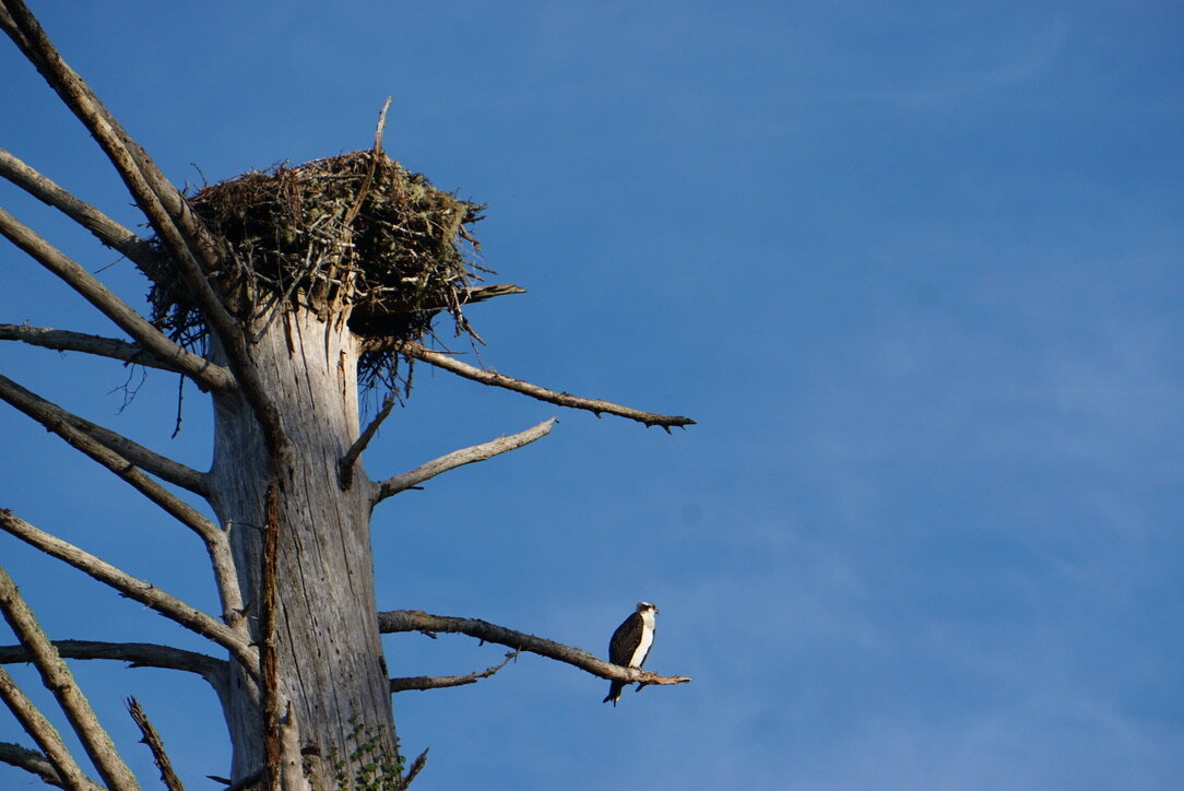 A Prelude to Fasting