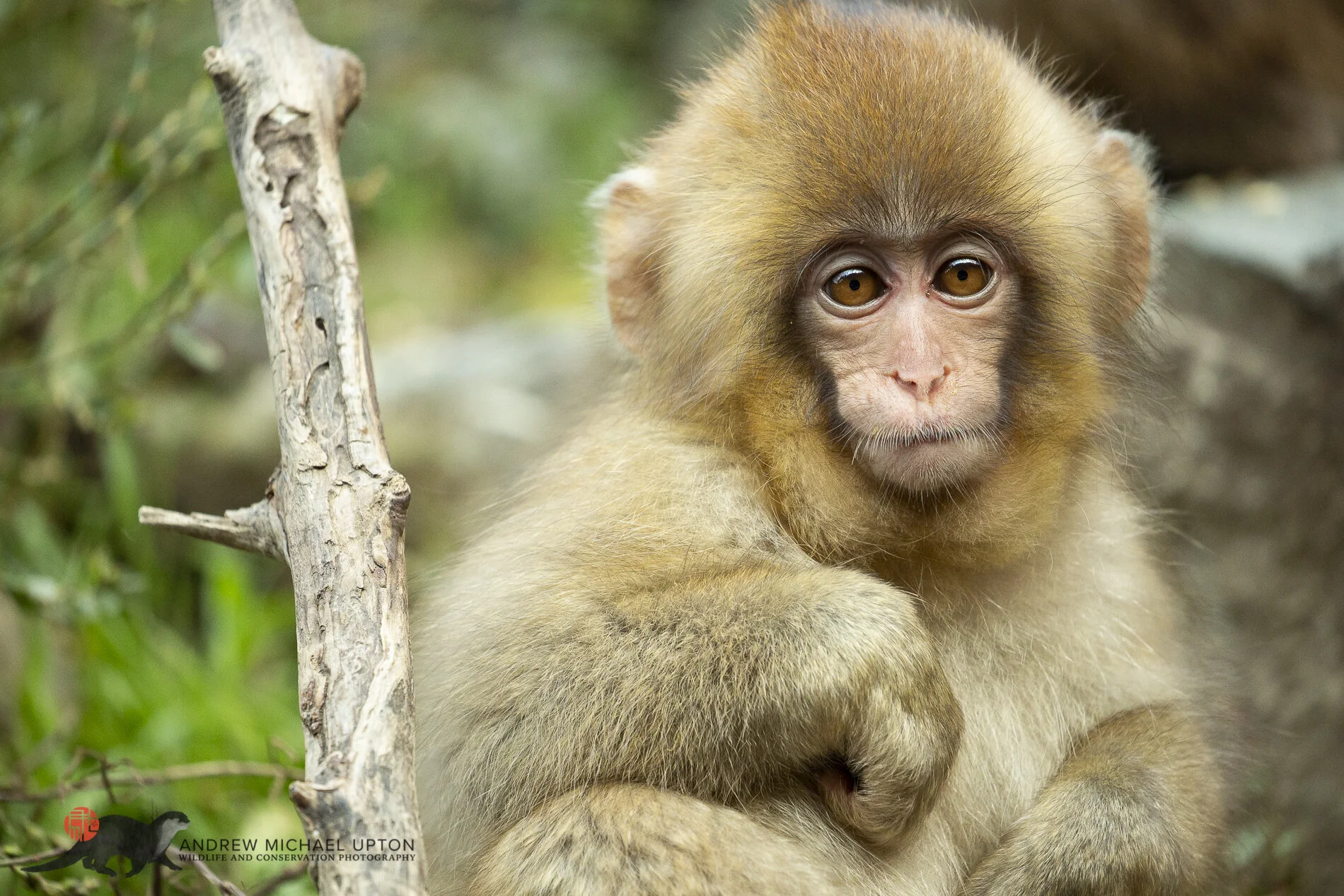 Portrait of a Youngster.jpg
