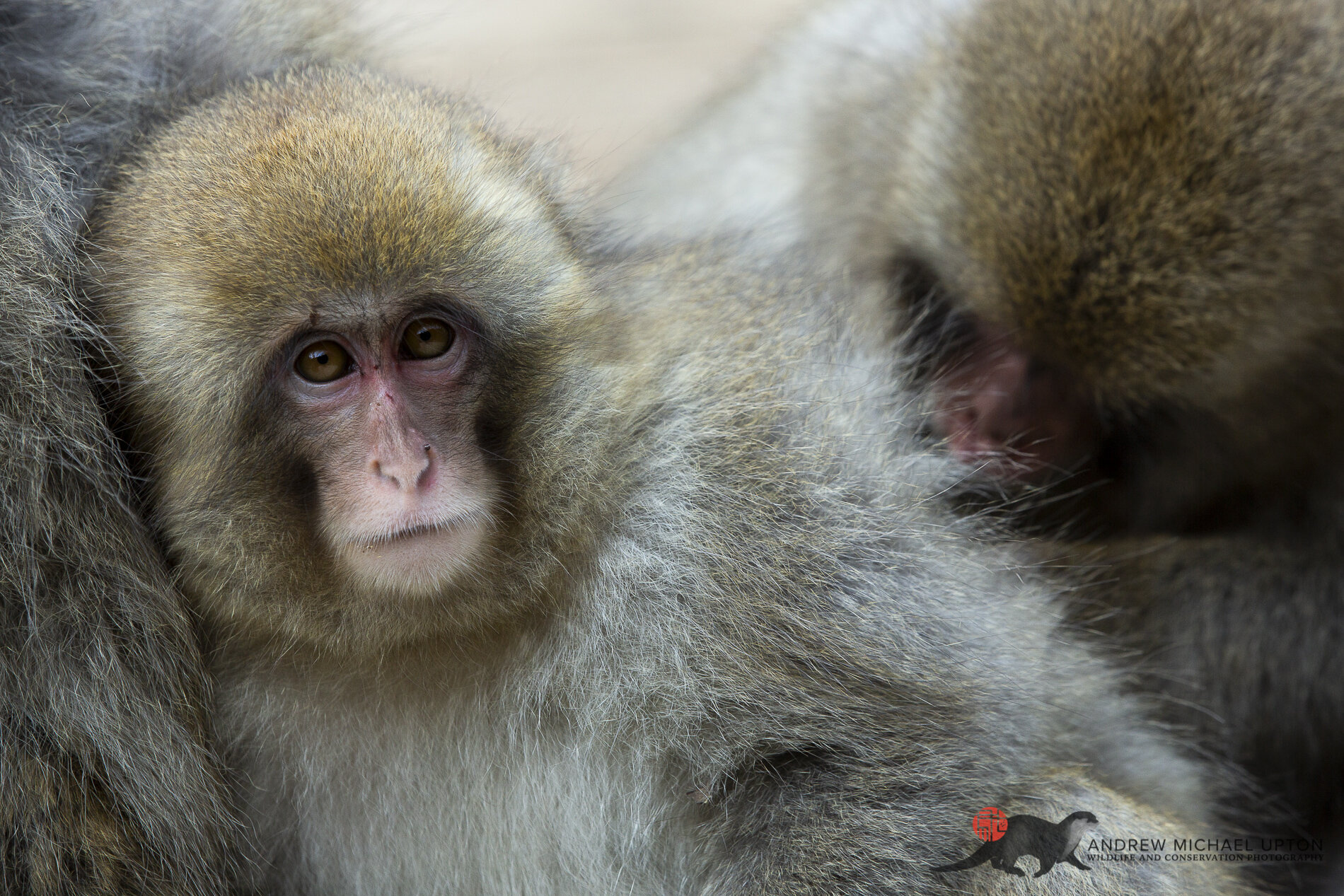 Juvenile Macaque in Winter Coat2.jpg