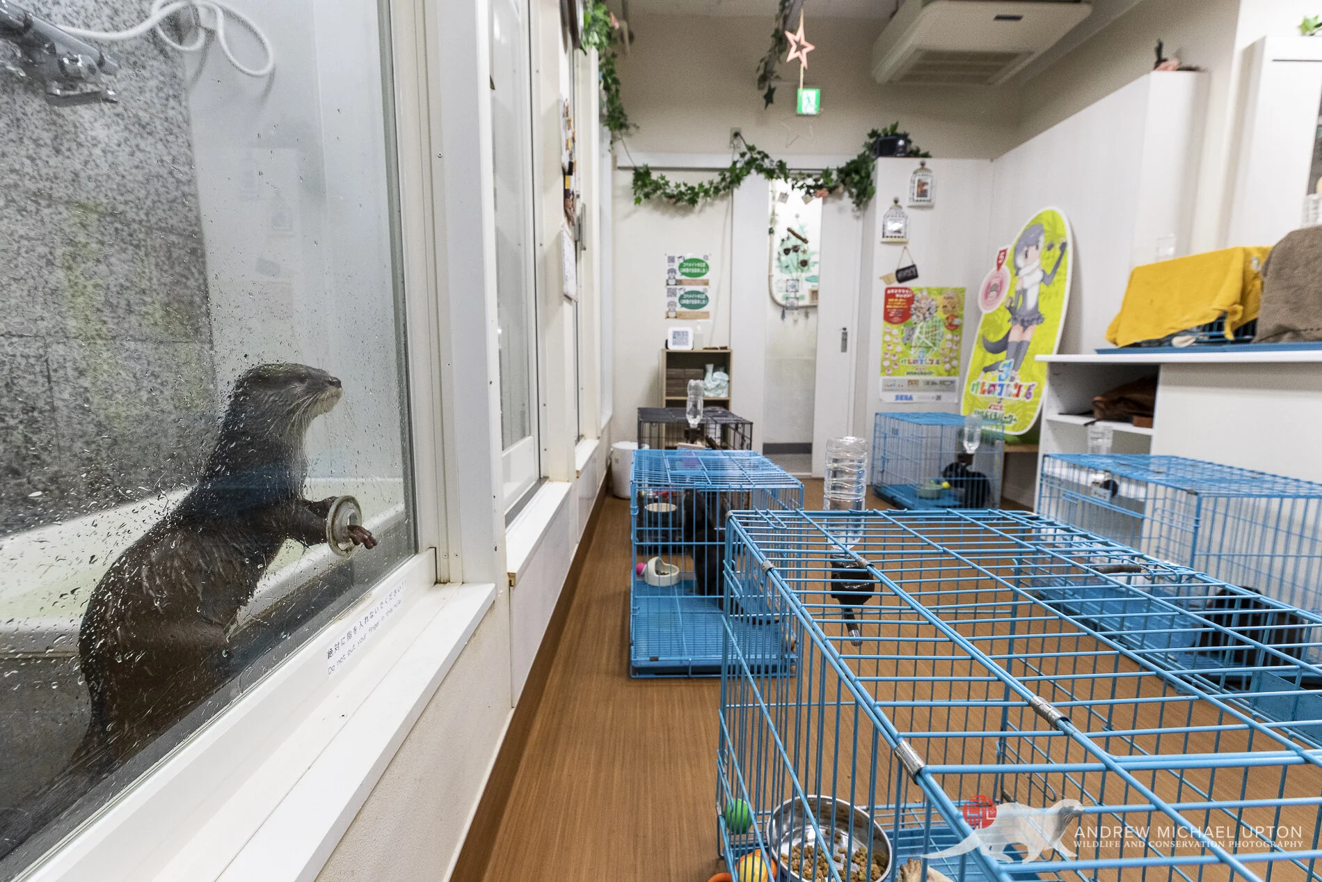 otter cafe tokyo