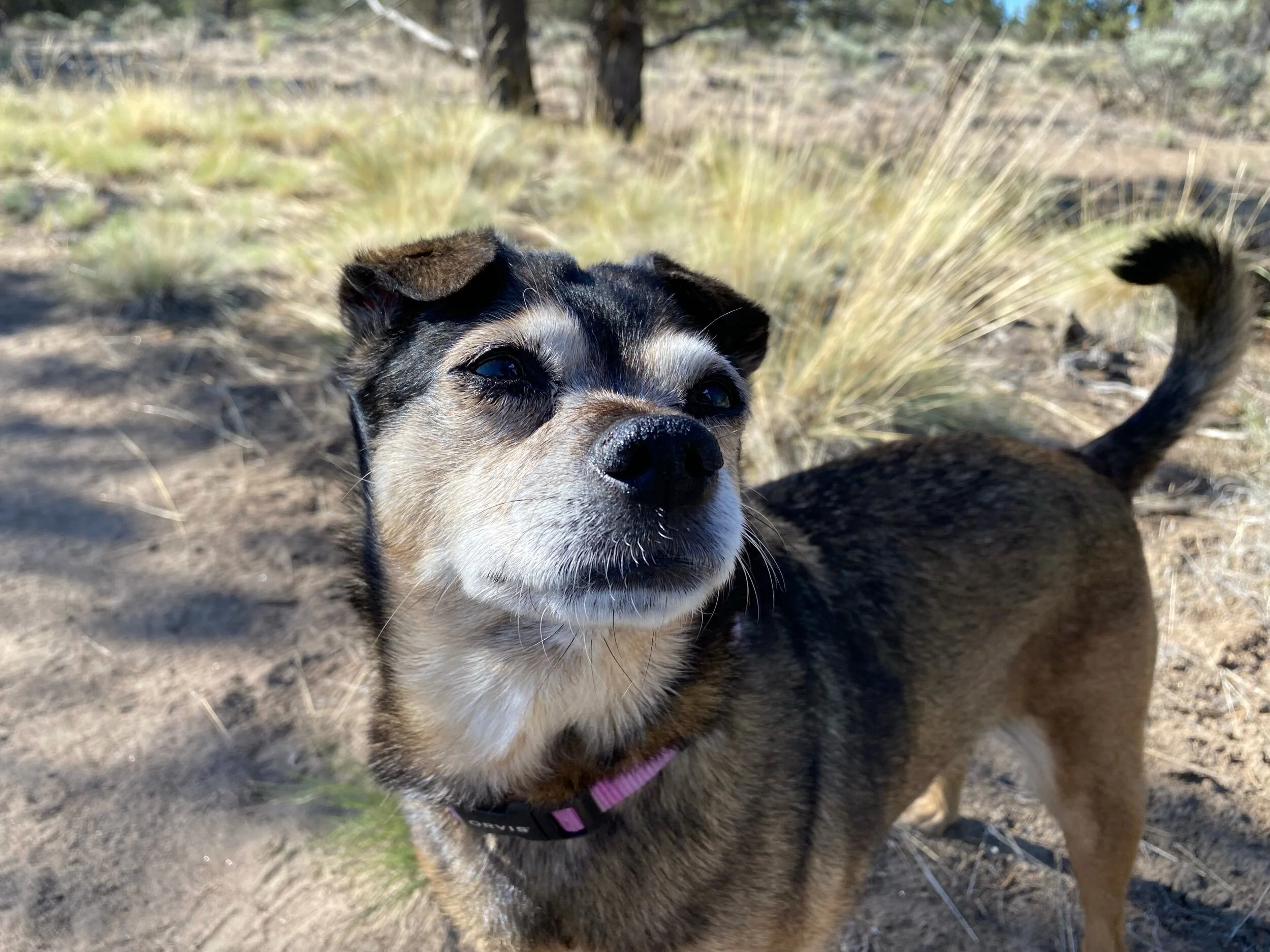 Morning walk and a later picnic