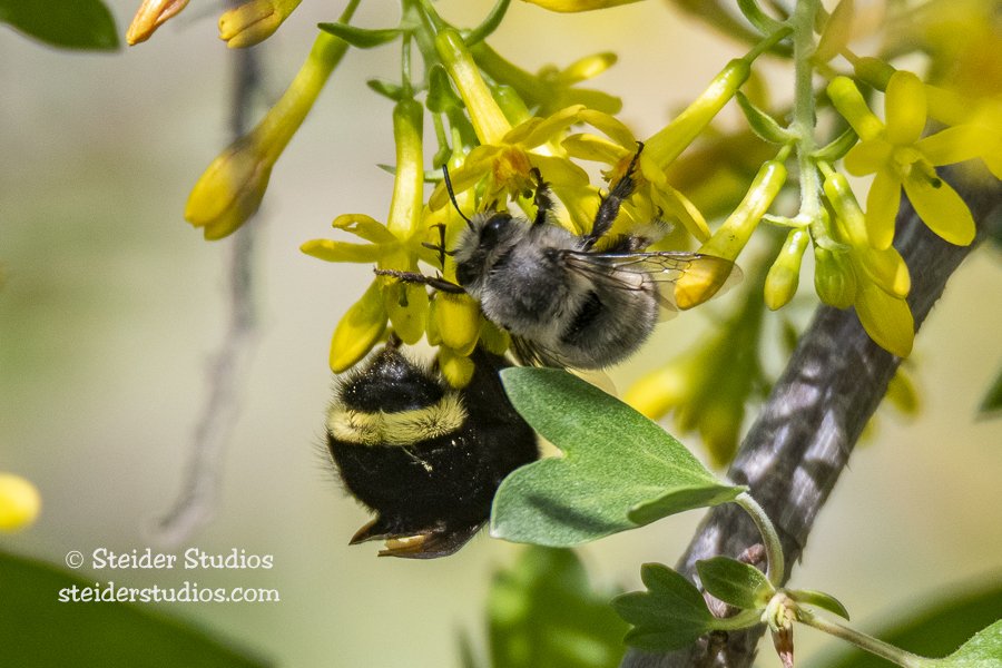 Steider Studios.BumbleBee with friend.4.27.18.jpg