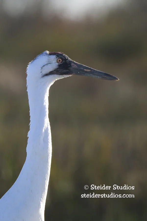 Steider Studios.Whooper Portrait.1.27.26-2.jpg