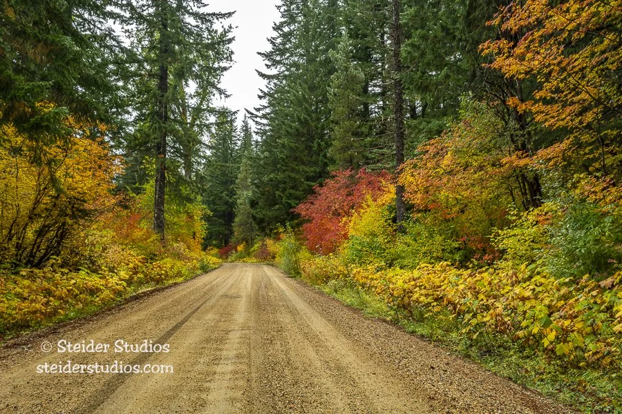 Steider Studios.Fall Forest Road.10.6.18.jpg