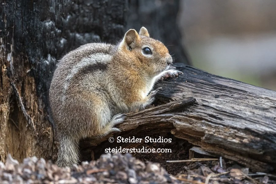 Steider Studios.Golden-mantled Squirrel.4.8.22.jpg