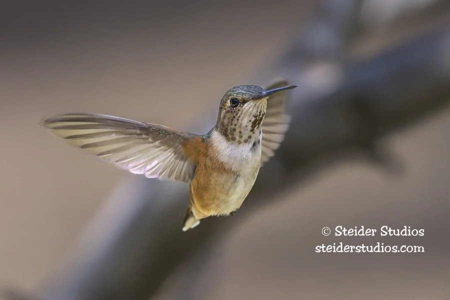 Steider Studios.R.Hummingbird.4.26.26-5.jpg