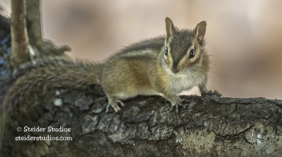 Steider Studios.Chipmunk.8.25.22.jpg