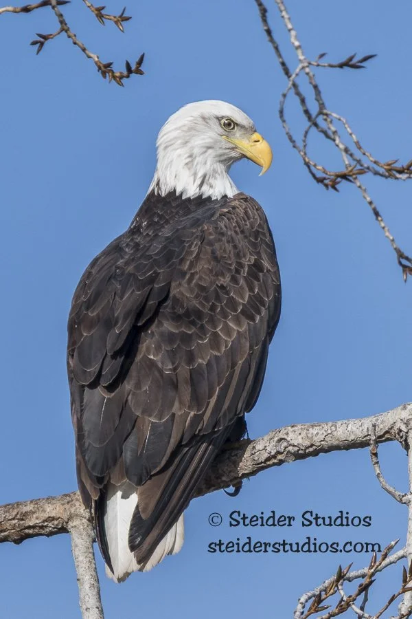 Steider Studios.Bald Eagle.1.13.18.jpg