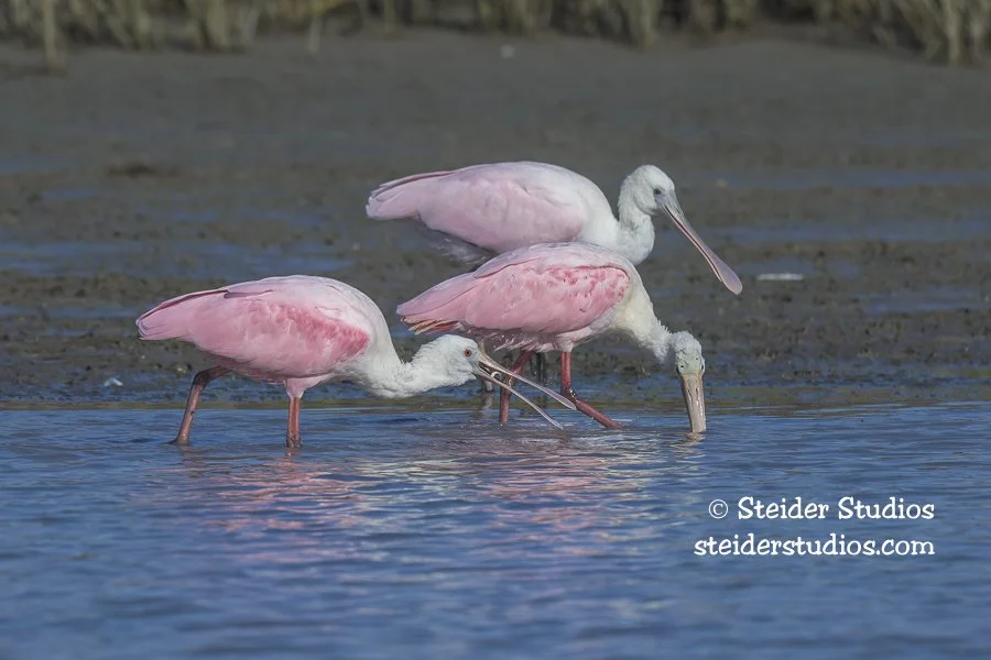 Steider Studios.Roseate Spoonbill.1.27.26-4.jpg