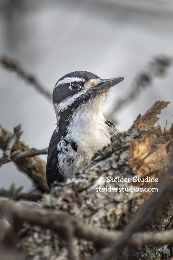 Steider Studios.Hairy.female.12.22.21.jpg