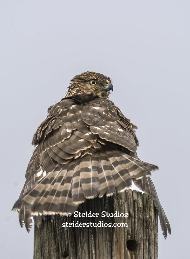 Cooper's Hawk at Bingen Marina