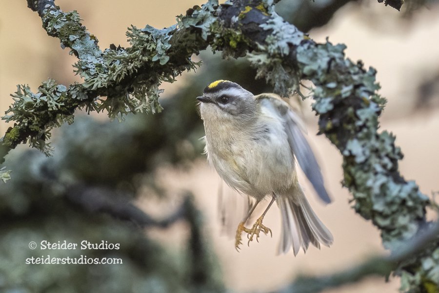 Steider Studios.Golden-crowned Kinglet.12.21.20-2.jpg