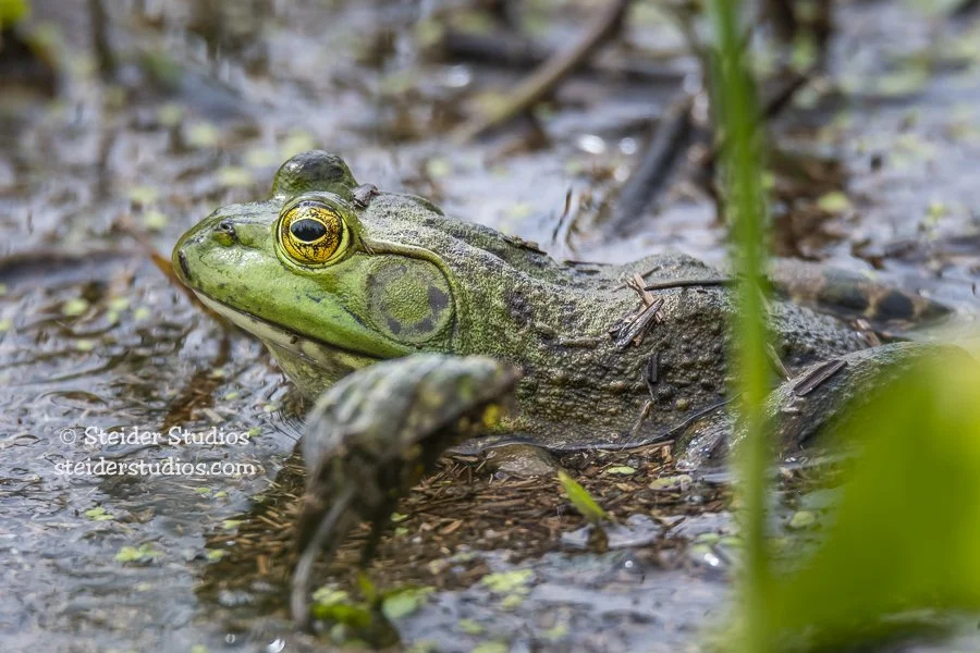 Steider Studios.Frog.5.18.17.jpg