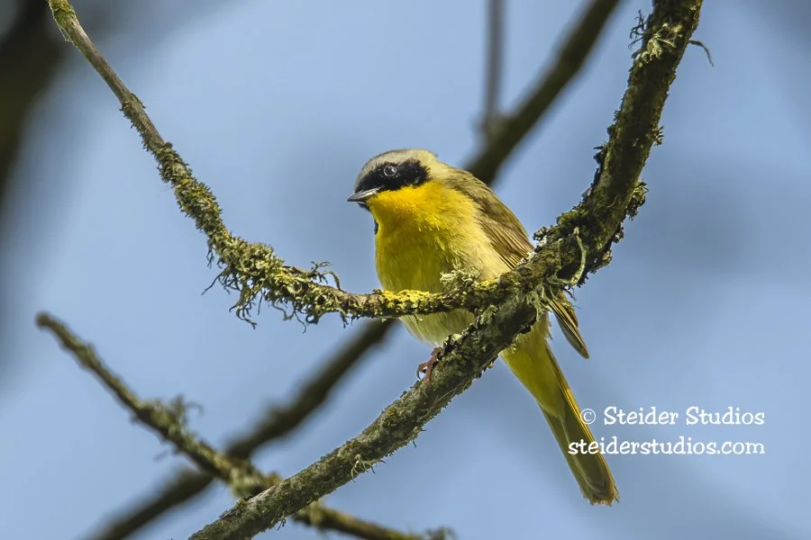 Steider Studios.Common Yellowthroat.Ridgefield.5.18.17-7.jpg