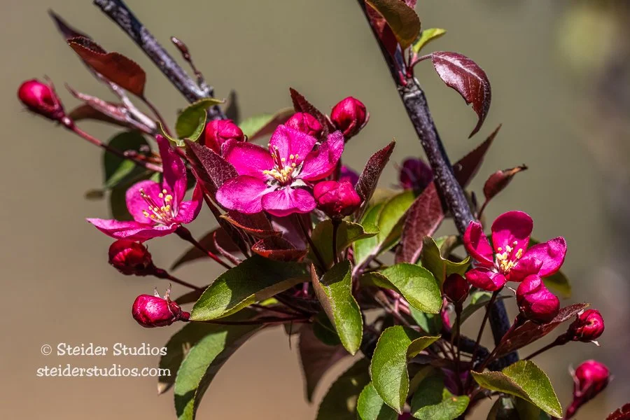 Steider Studios.Crabapple Blossoms.Z9.4.24.22.jpg