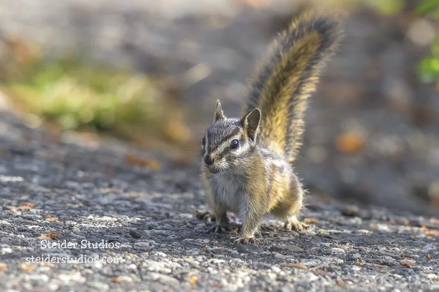 Steider Studios.Chipmunk.9.30.25.jpg