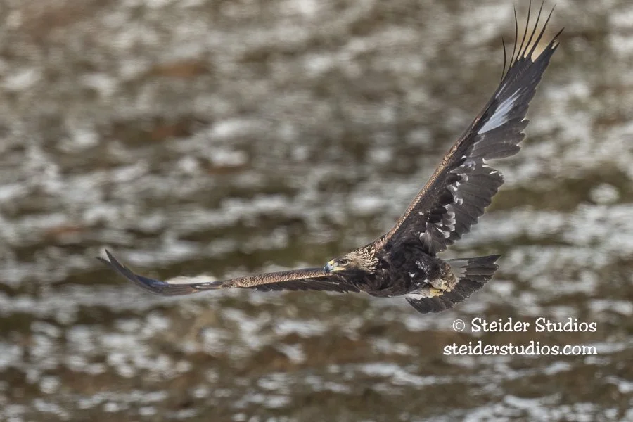 Steider Studios.Golden Eagle.2.22.22.jpg
