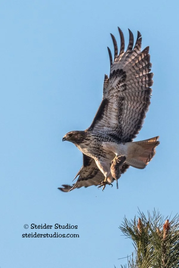 Steider Studios.RTH.11.22.19.jpg