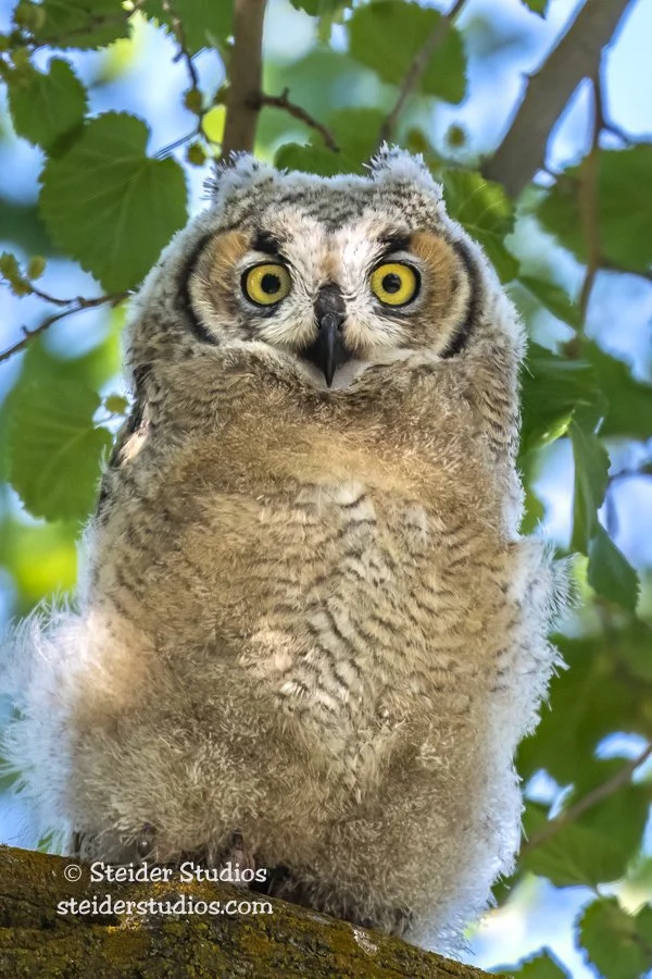 Steider Studios.Great Horned Owlet.6.8.19-4.jpg