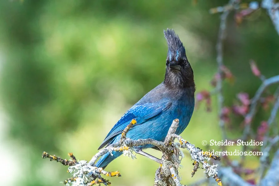 Steider Studios.Steller's Jay.4.29.19.jpg