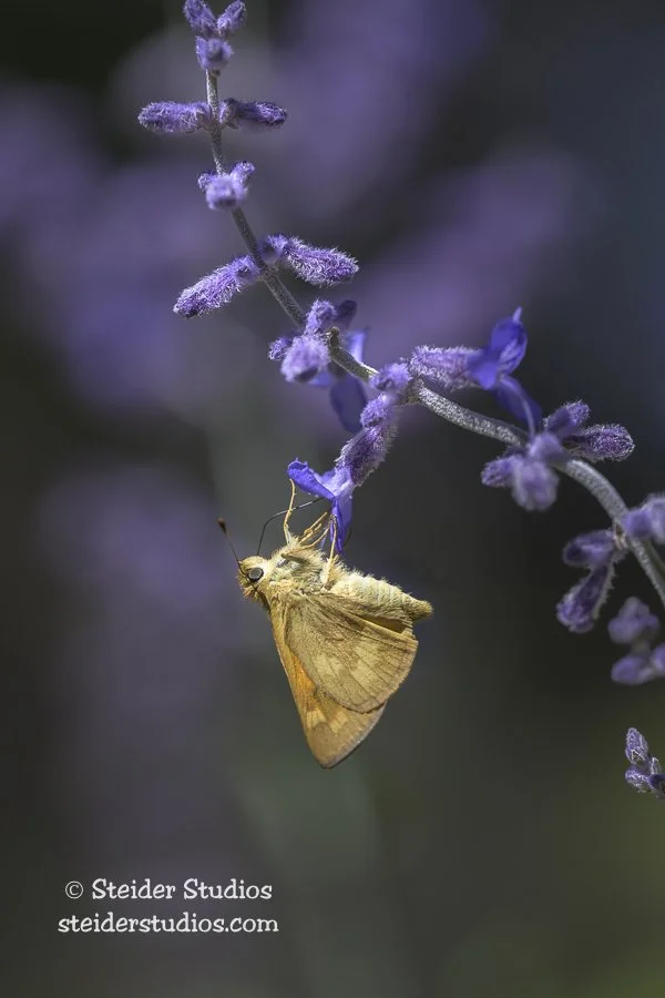 Steider Studios.Skipper on Russian Sage.8.11.25.jpg