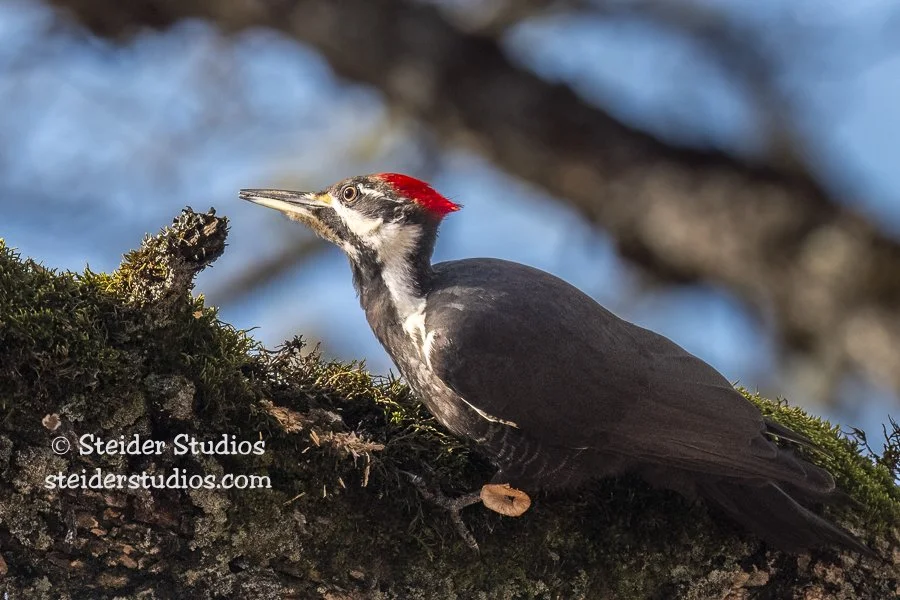 Steider Studios.Pileated Woodpecker.1.14.21.jpg