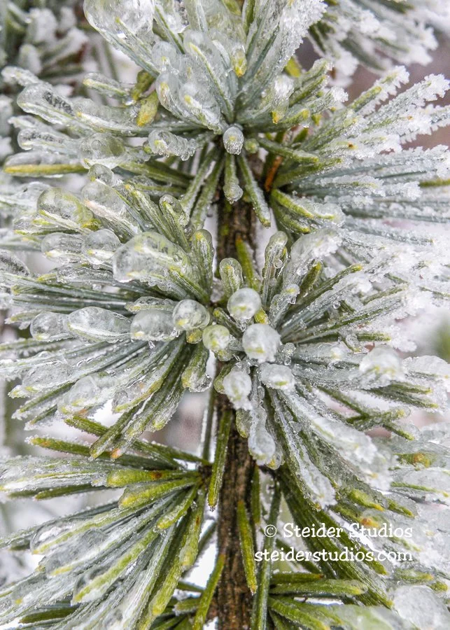 Steider Studios.Conifer on Ice.1.11.10-2.jpg