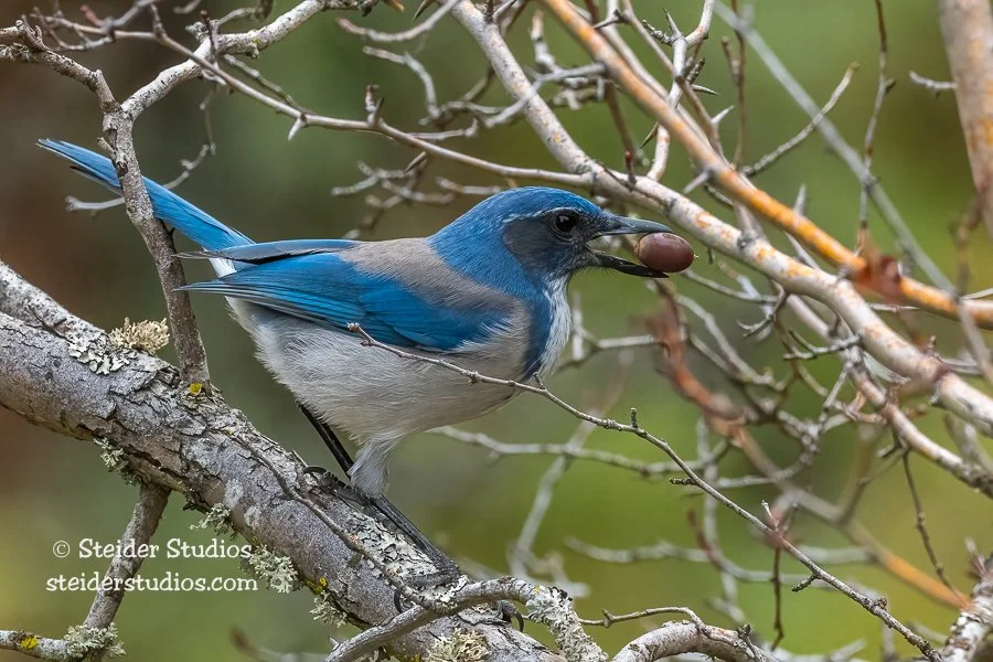 Steider Studios.Scrub Jay.10.21.21.jpg