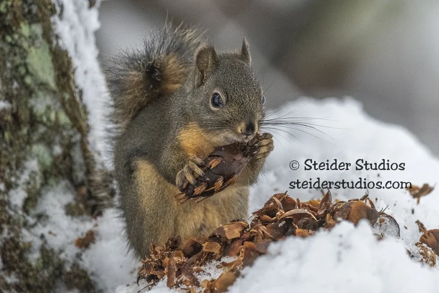 Steider Studios.Squirrel.12.25.21-4.jpg