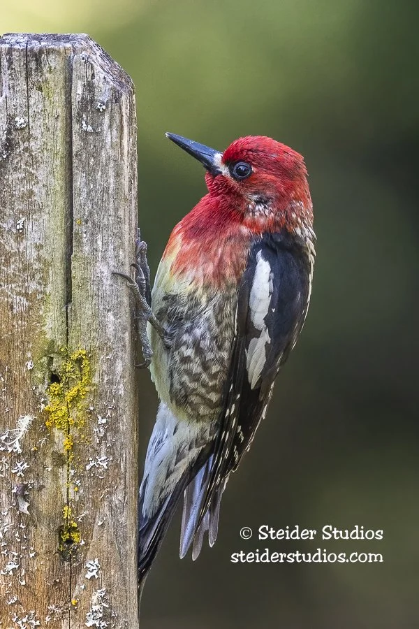 Steider Studios.Birds.4.20.20.jpg