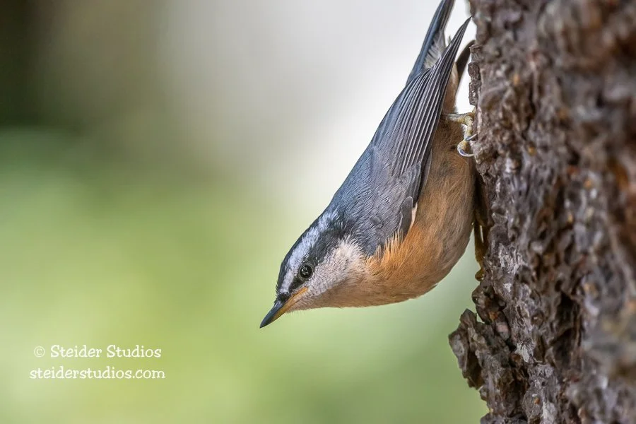 Steider Studios.Red-breasted Nuthatch.7.28.21.jpg