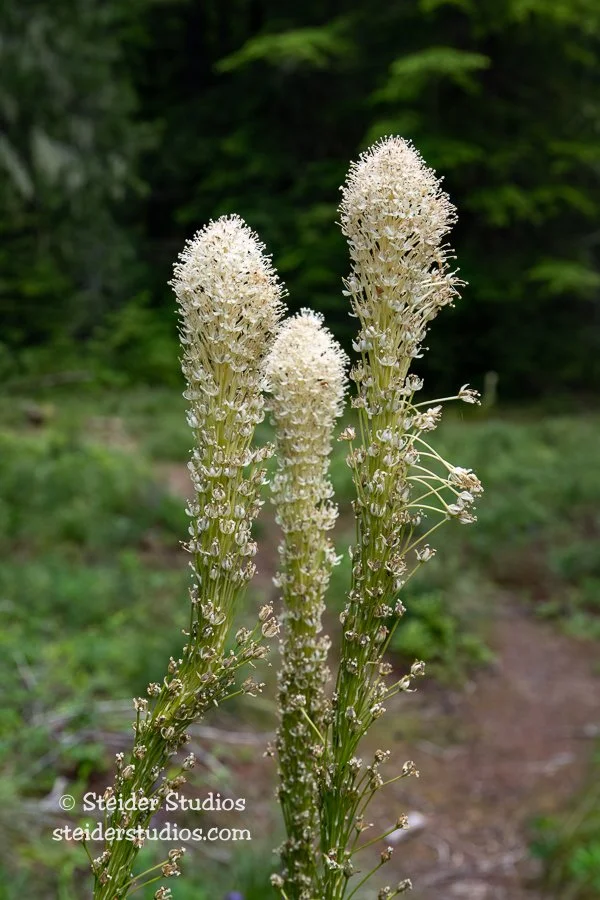 Steider Studios.Beargrass.Trio.7.8.20.jpg