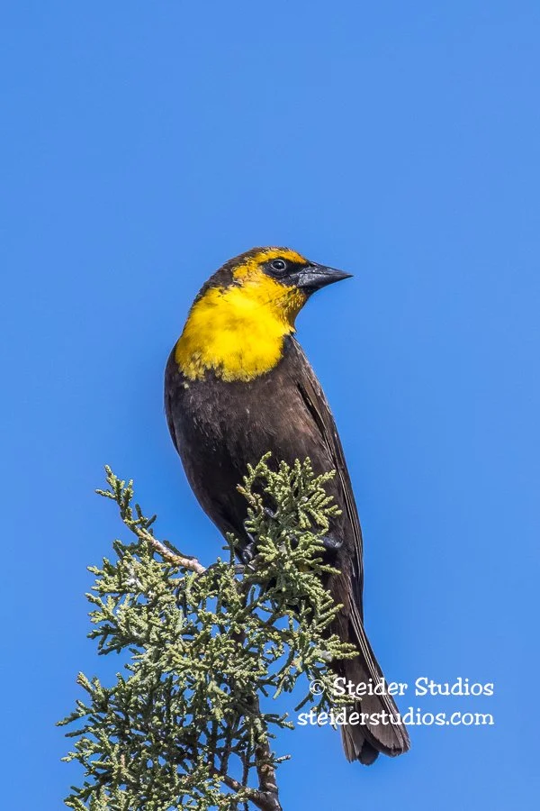 Steider Studios.YH Blackbird.6.3.18.jpg