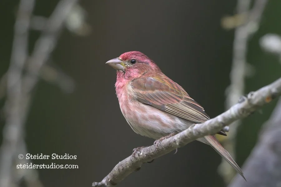 Steider Studios.Purple Finch.6.1.26.jpg