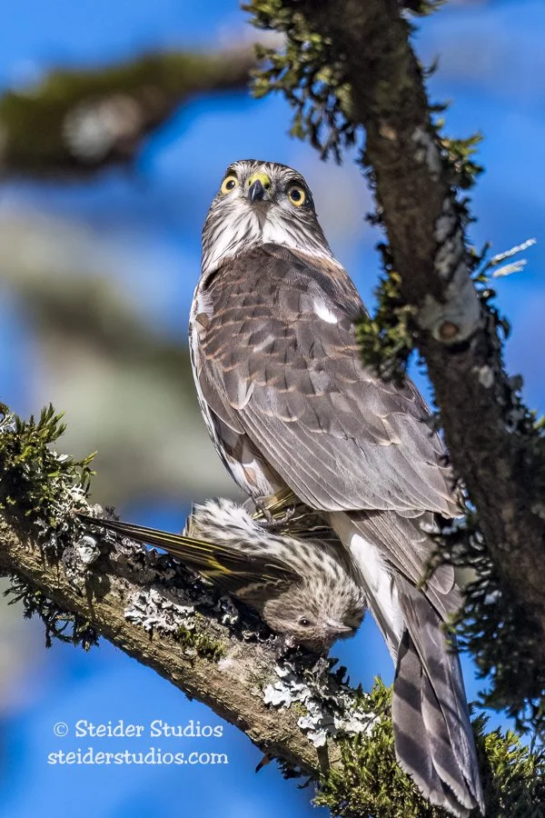 Steider Studios.Sharp-shinned Hawk.12.7.17.jpg