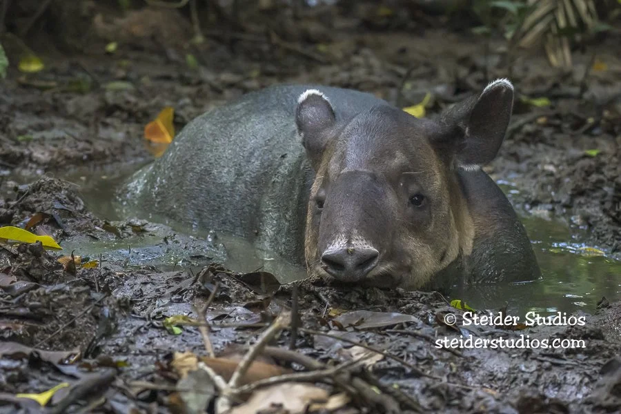 Steider Studios.Baird's Tapir.4.5.25-2.jpg