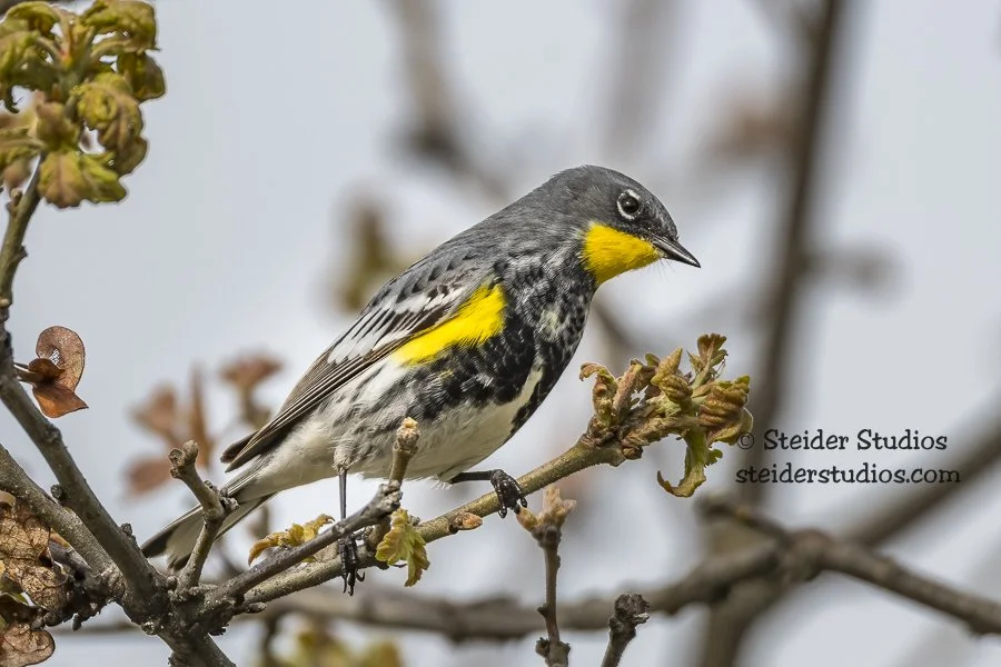 Steider Studios.Yellow-rumped Warbler.Memaloose Overlook.4.23.17-4.jpg