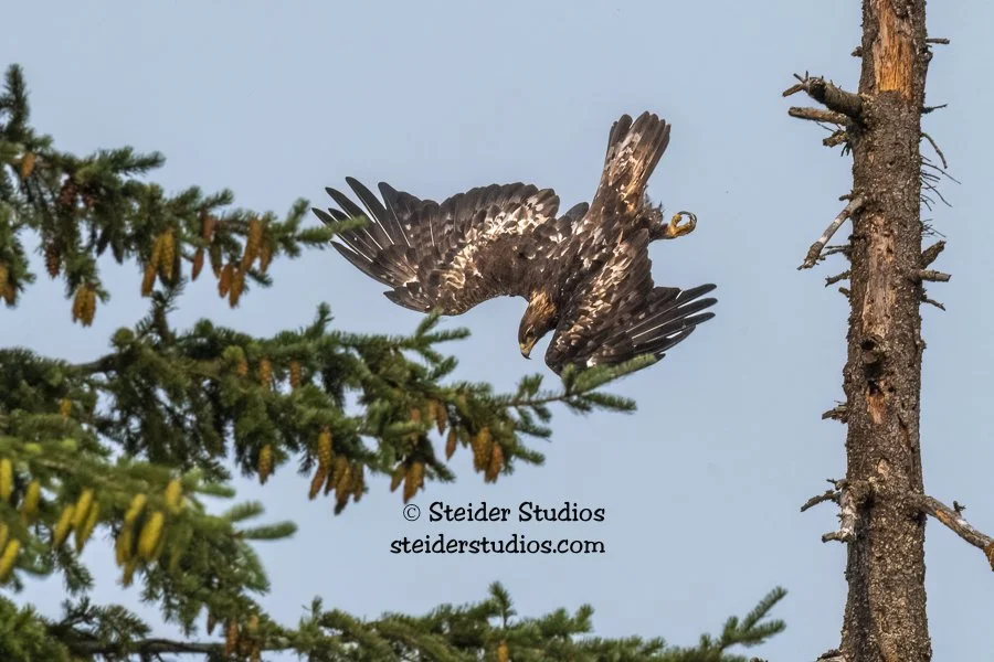Steider Studios.Golden Eagle.8.5.21-2.jpg